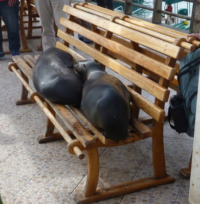 0926: Sea lions take over public seating