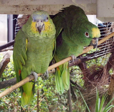 0033: Resident parrots