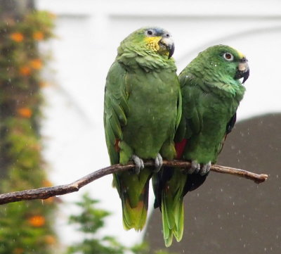 0377: Resident parrots 