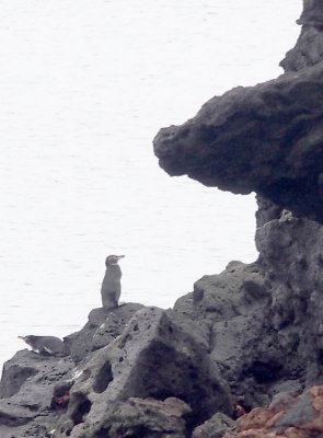 0532: First Sighting of a Galapagos Penguin