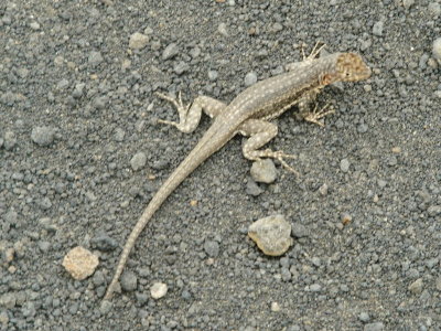 0548: Lava Lizard