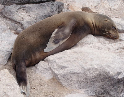 0043: Sleeping sea lion