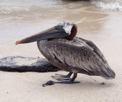 0060: Galapagos brown pelican