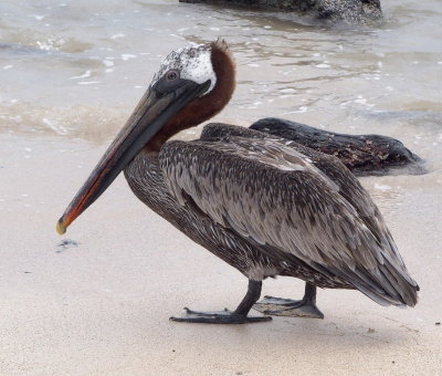 0061: Galapagos brown pelican