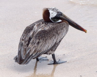 0063: Galapagos brown pelican
