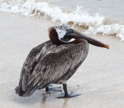 0064: Galapagos brown pelican