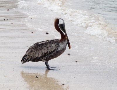 0074: Galapagos brown pelican