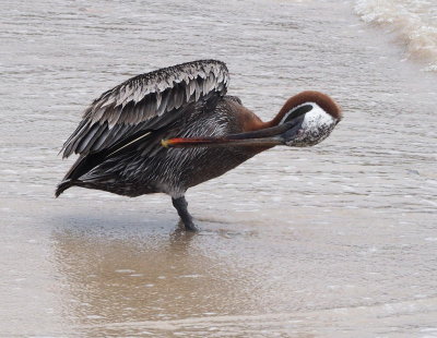 0076: Galapagos brown pelican
