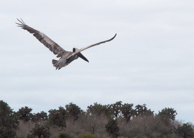 0081: Galapagos brown pelican
