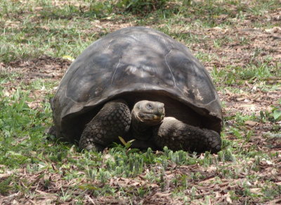0599: One giant tortoise