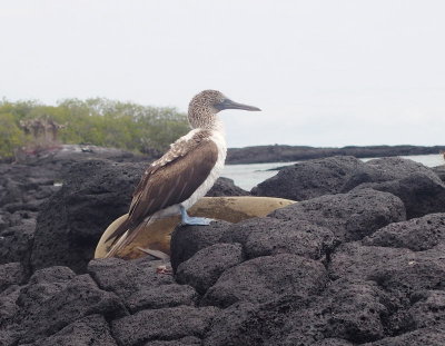0776: Blue-footed booby  and a sea lion