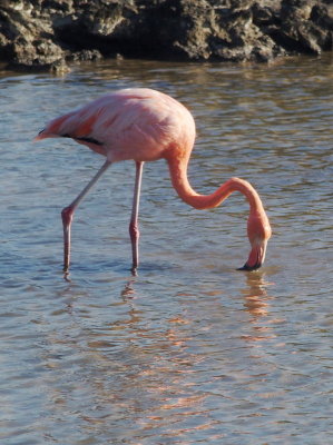 0502: One flamingo