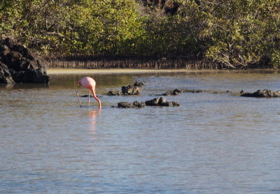 0508: One flamingo