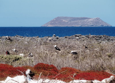 0363: Frigate birds