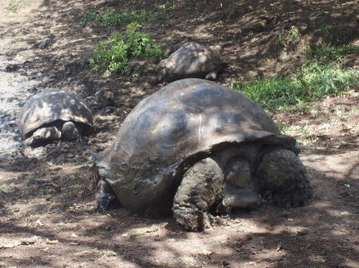 0630: Mud-endowed tortoise