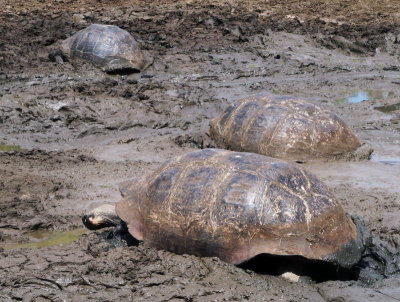 0634: Tortoise-infested mud