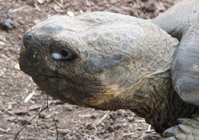 0636: Tortoise head