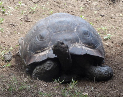 0638: My favourite tortoise