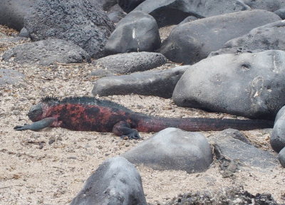 0868: Marine iguana