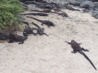 0884: Marine iguanas