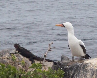 0902: Nazca booby and marine iguana