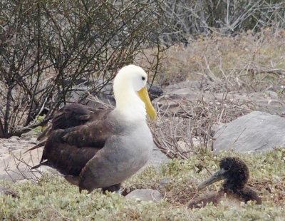 0947: Waved albatross and chick