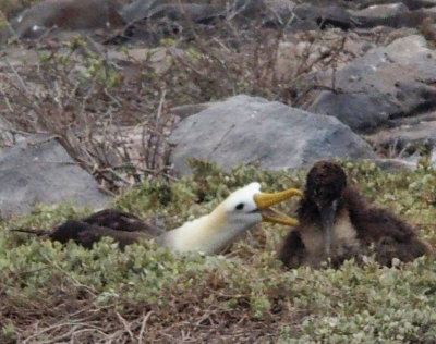 1003: Waved albatross and chick