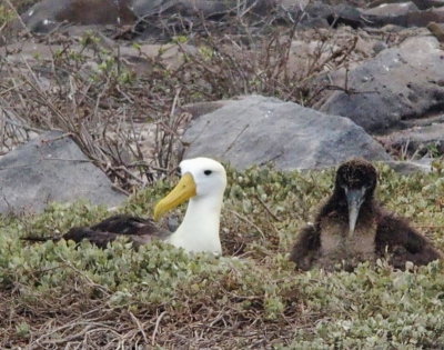 1011: Waved albatross and chick