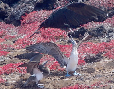 Booby under attack