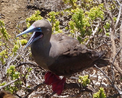 1132: Red-footed booby on nest