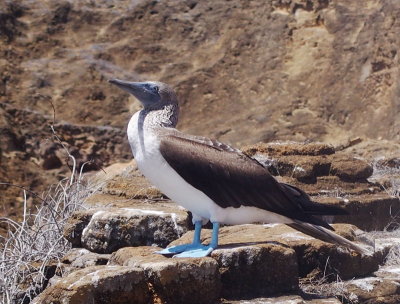 1144: Blue-footed booby