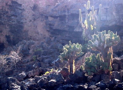 Cactus in a rocky inlet