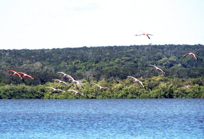 2010: Twelve flamingos and a gull