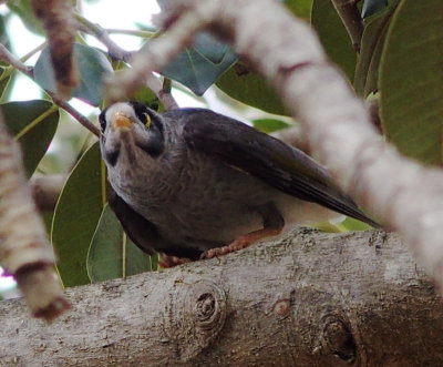 Noisy miner  1