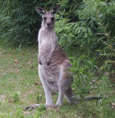 Kangaroo posing