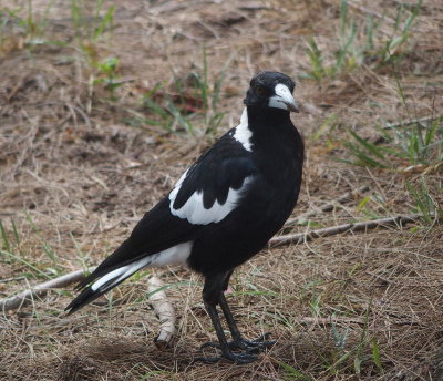 2820: Magpie