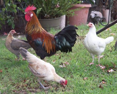 Ernie's chooks in his suburban backyard