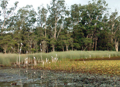 Cockatoos at Glenbrook lagoon