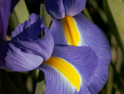 A conspiracy of irises