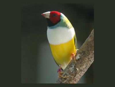Caged Gouldian Finch