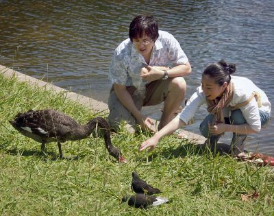 Tourists befriending a black swan