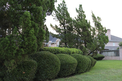 IMG_0217 behind the house.jpg