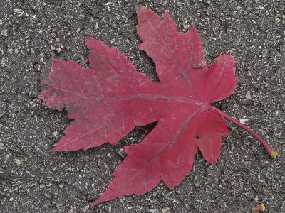 IMG_0088 fallen leaf.jpg