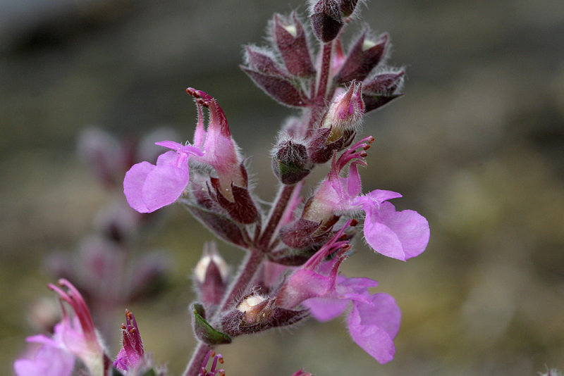 Teucrium chamaedrys <br>Wall germander <br>Echte gamander