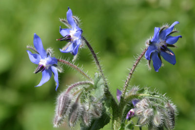 Borago Officinalis Borage Bernagie