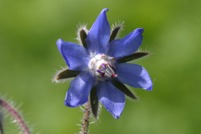 Borago Officinalis Borage Bernagie