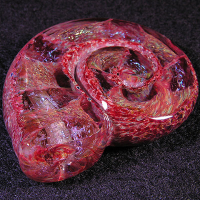 #79: Auburn Ammonite Size: 1.65 x 1.35 Price: $240