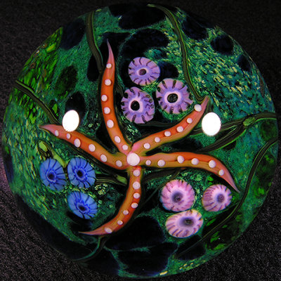 Pacific Starfish  Size: 2.26  Price: SOLD