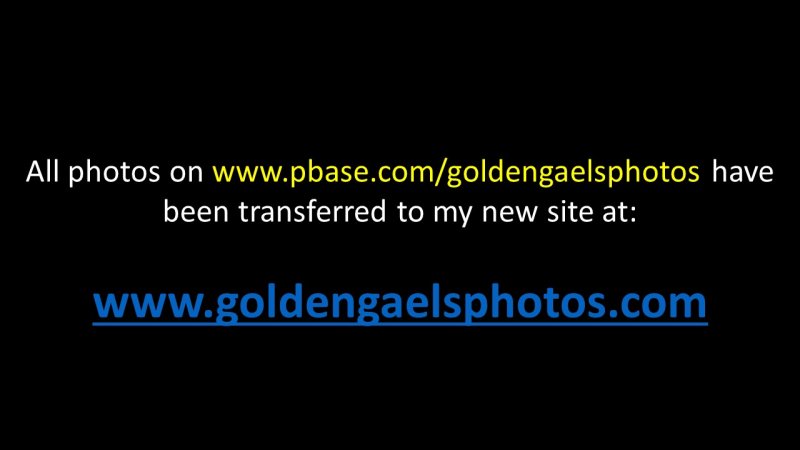 goldengaelsphotos Notice