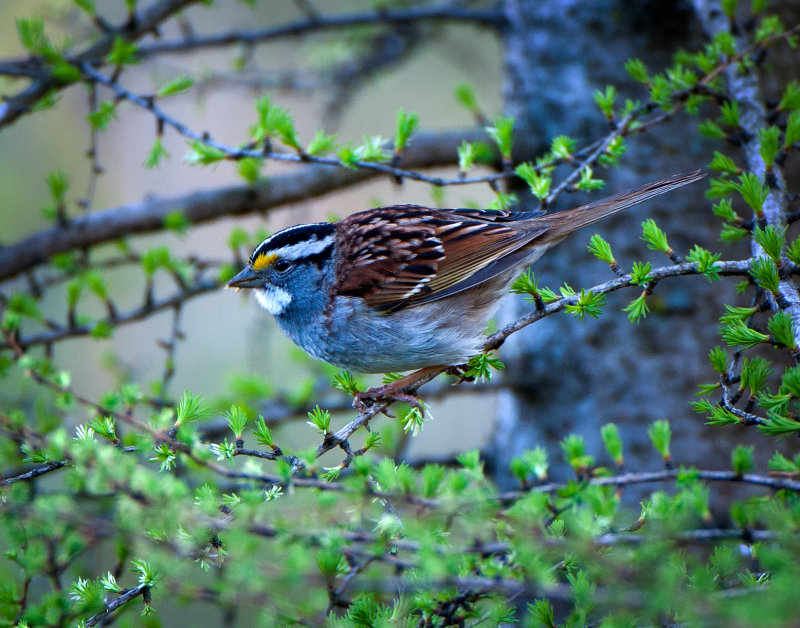 White Throad Sparrow